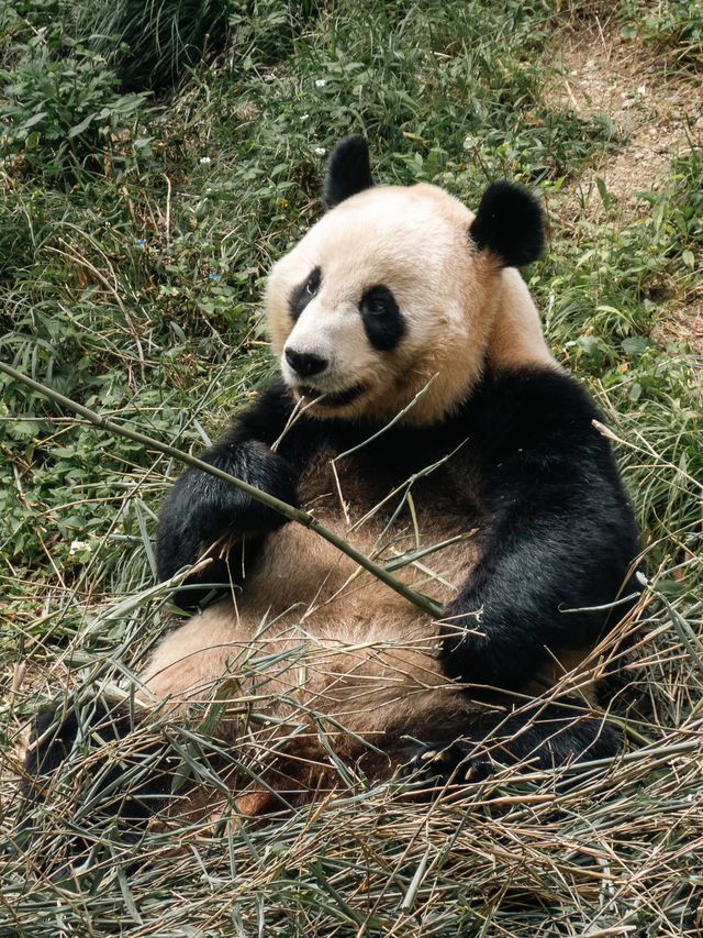 慕名已久吃好喝好-秦嶺深處佛坪“熊貓谷”