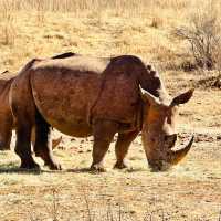South Africa 🇿🇦 Rhino and Lion Nature Reserve! 