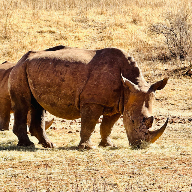 South Africa 🇿🇦 Rhino and Lion Nature Reserve! 