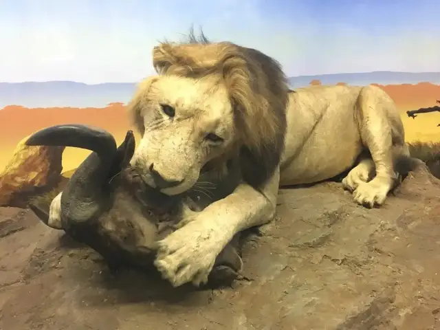 國家自然博物館，探秘史前巨獸！嘿朋友，想不想和恐龍來個親