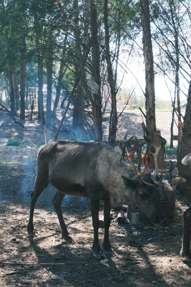 Reindeer Manor | Encounter in a Fairy Tale World