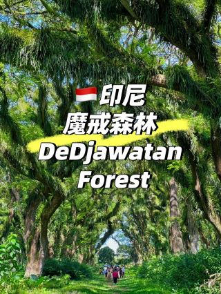 De Djawatan Forest in Indonesia is Amazing❤️