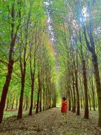 秋日魔都遠郊邂逅紅色浪漫。