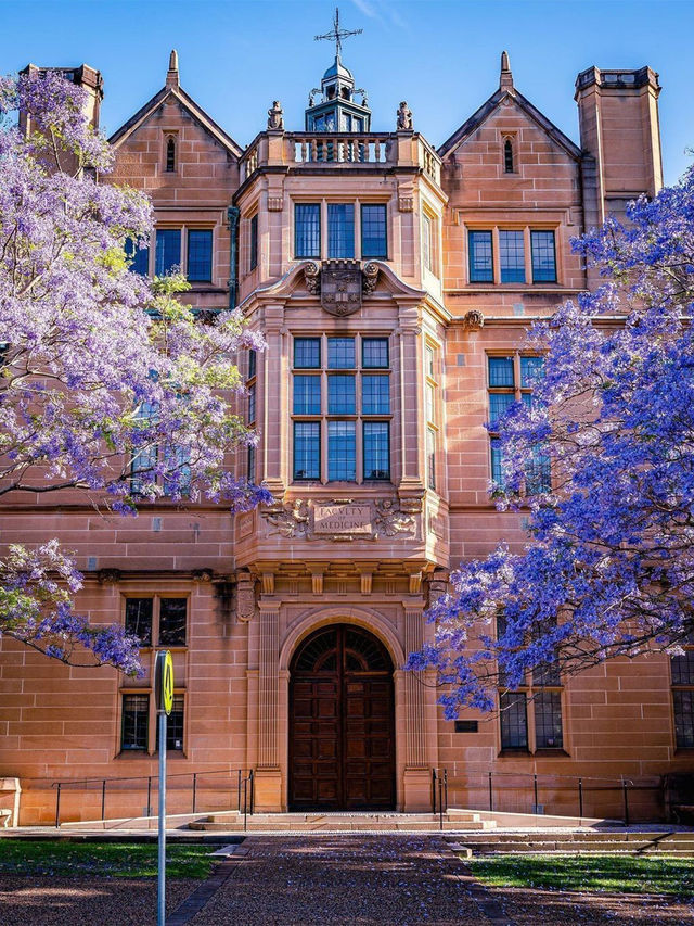 Sydney's Jacaranda Season: Don't Miss These 8 Blooming Spots