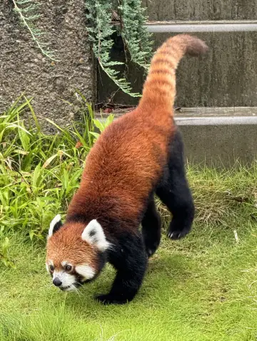 探索名古屋:必遊景點