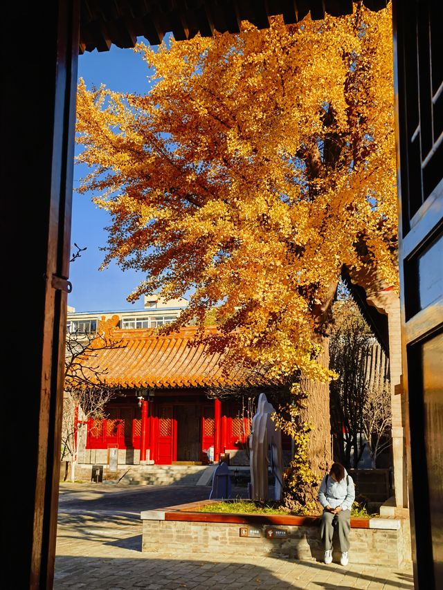 北京最後的晚秋 這個免費博物館裡還有一棵好看的銀杏。