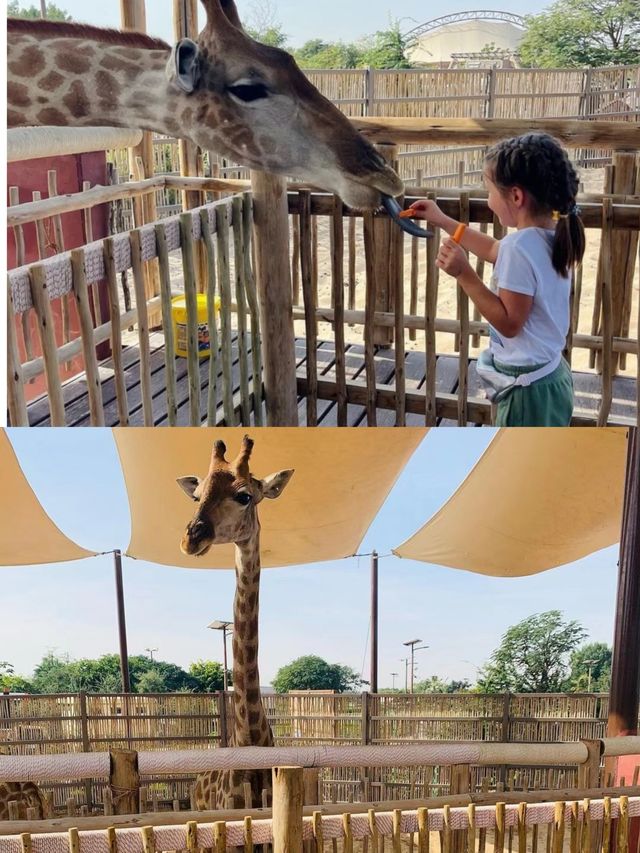 迪拜野生動物園打卡（附詳細攻略）。