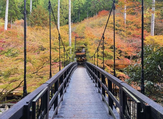 11.24京都高雄紅葉吊橋。京都·高雄