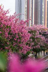 滿眼粉色這就是深圳觀瀾河公園的浪漫。