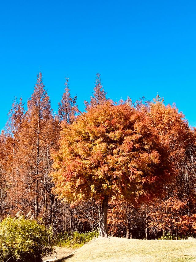 大理紅杉秘境：雙鴛溪的盛景。