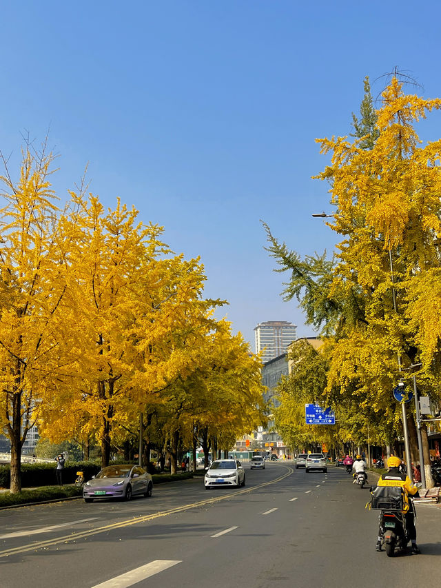 成都銀杏季｜分享一條市區的觀銀杏遊覽路線