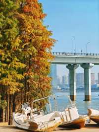 長沙版洱海 漸變水杉如電影鏡頭
