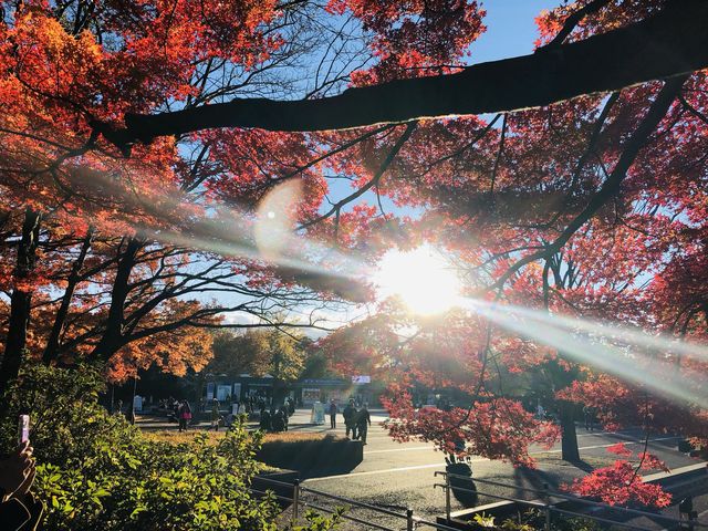 東京楓葉太好看了