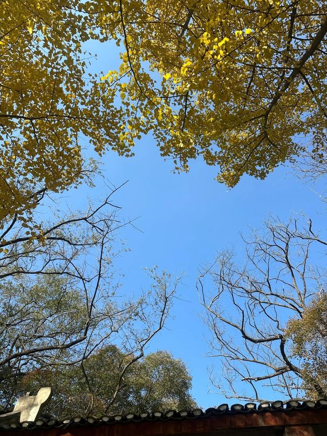 大口國家森林公園 | 森氧秘境，自然華章