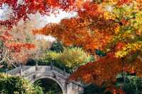 上海紅葉季｜閔行紅園，我言冬日勝春朝
