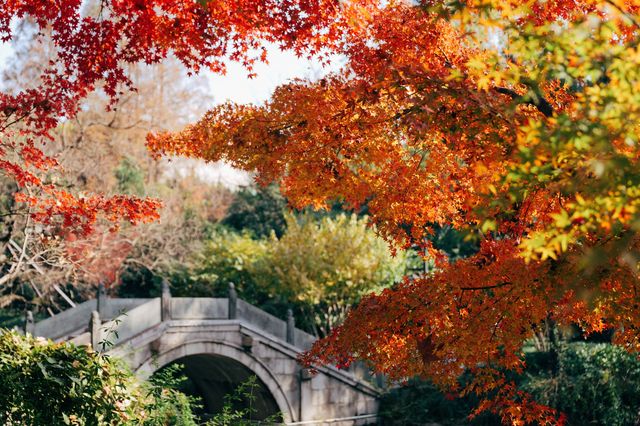 上海紅葉季｜閔行紅園，我言冬日勝春朝