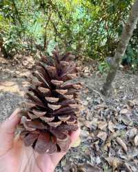 挑戰仙蹤龍園，暢享登山之趣