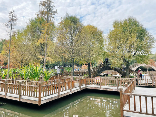 廈門濕地公園落羽杉紅了？？？