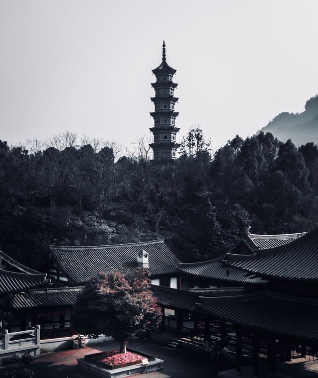 為了一棵樹，我駕車三個小時！