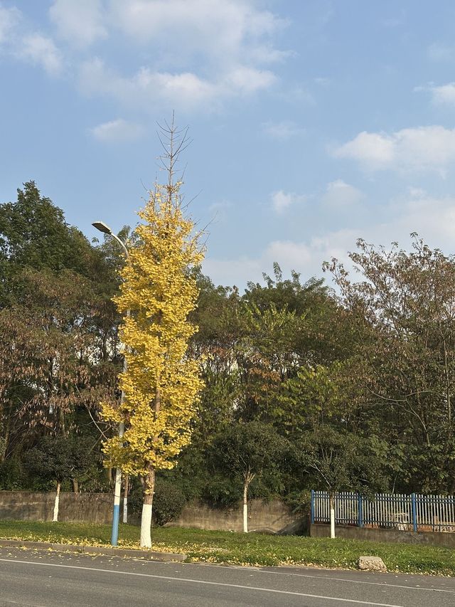 2天暢遊雅安 超詳細行程攻略