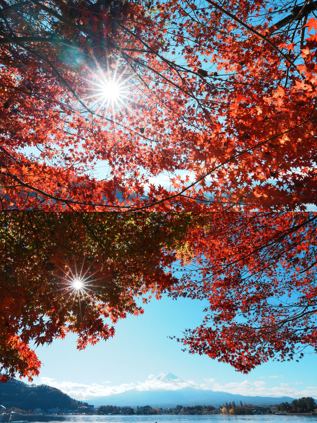 富士山下紅葉季