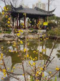 小眾公園有臘梅展