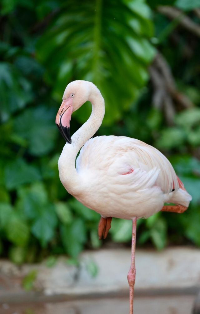 海南熱帶野生動植物園  帶着小娃正好