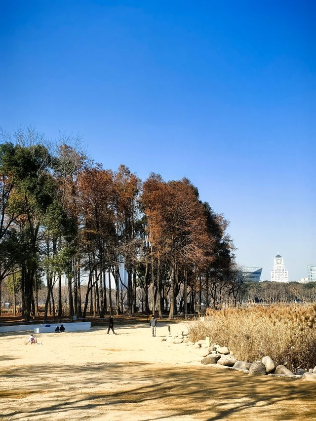 一年一度賞梅季啟動~世紀公園梅花節