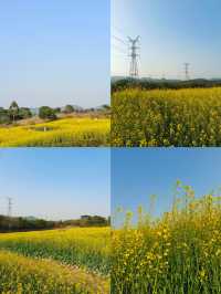 陌上花公園：油菜花的金色海洋