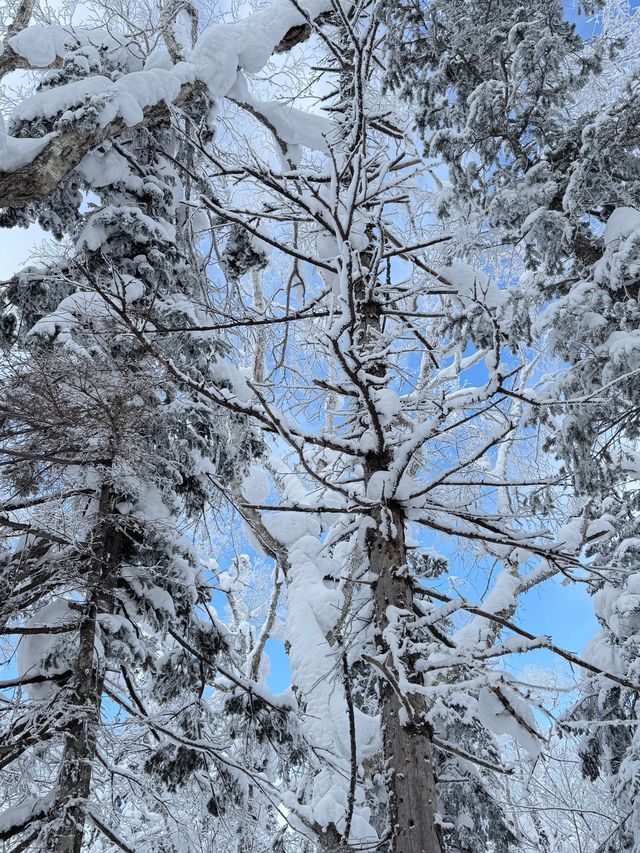 滑雪帶娃去哈爾濱-雪鄉親子滑雪旅行真心建議