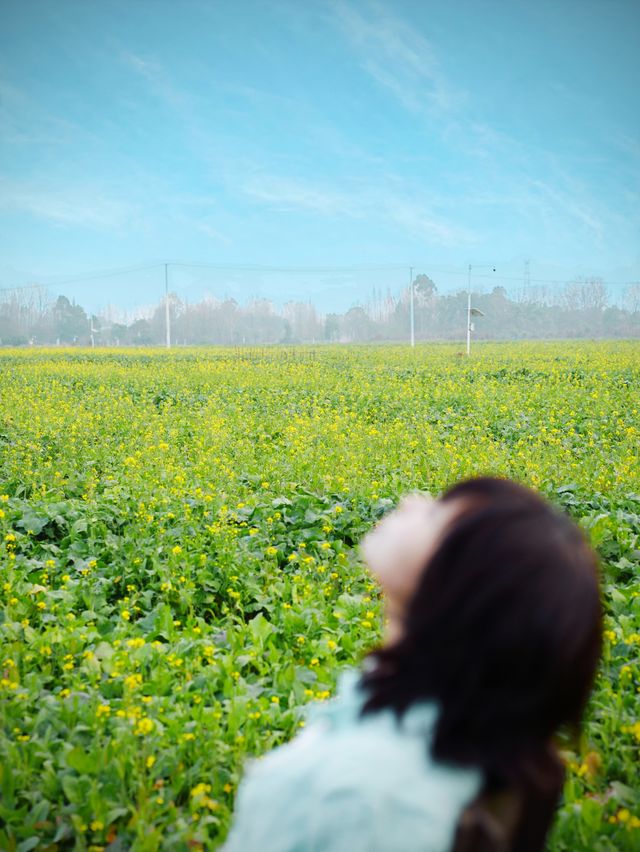 實拍成都萬畝油菜花田已經盛開