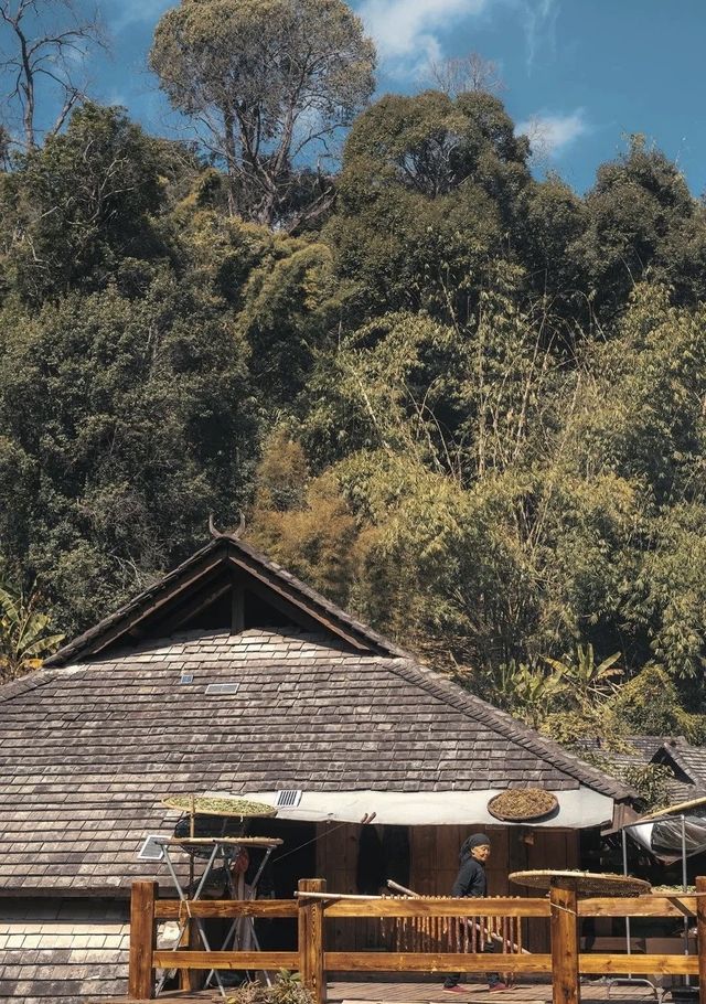 景邁山：雲霧間的茶香秘境 心靈的詩與遠方