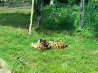 A Visit to London Zoo
