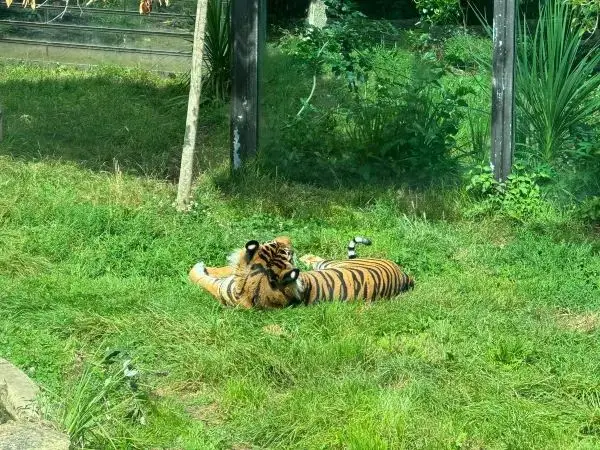 A Visit to London Zoo