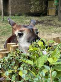 A Visit to London Zoo