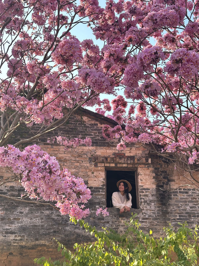 江門綠美生態園🌸 漫山遍野的紫風鈴花海，快來衝！