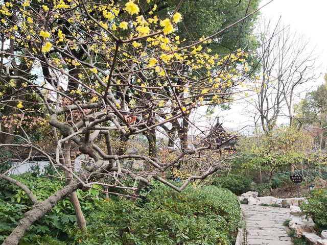 冬天的曲水園 冬天的曲水園