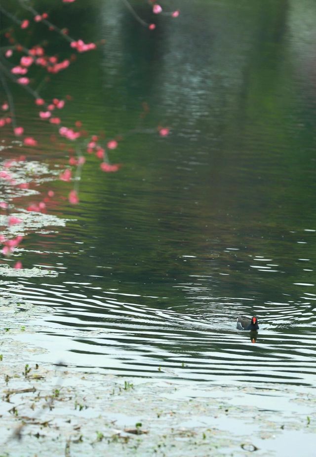 成都-浣花溪公園