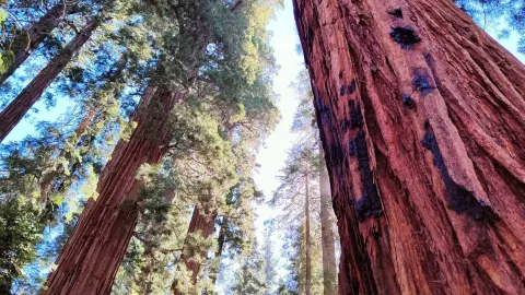 Sequoia National Park: A Summer Adventure Among Giants 🌲 — traveler post in Three Rivers