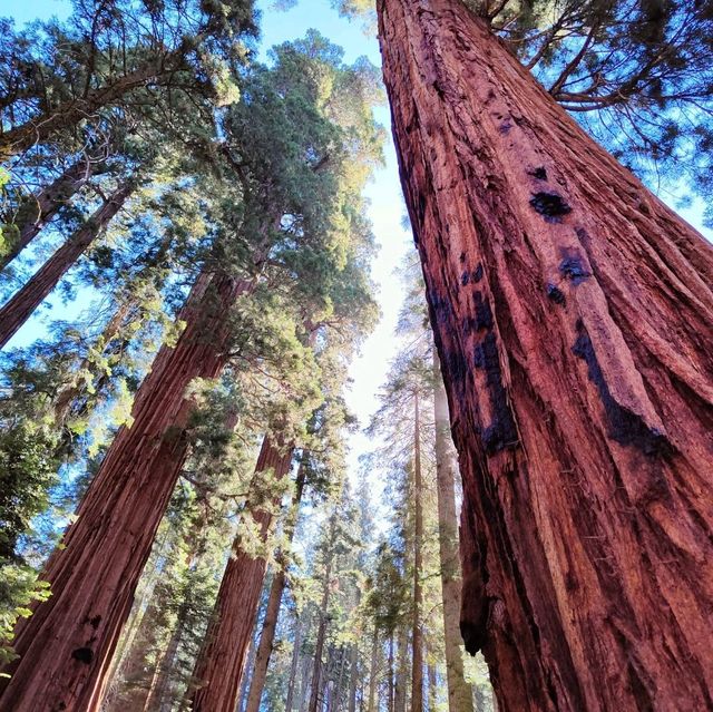 Sequoia National Park: A Summer Adventure Among Giants 🌲