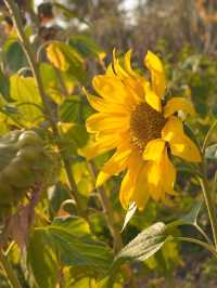 🌻 中山的金色夢境 - 王屋村向日葵花海 🌻