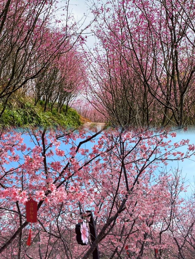 千畝櫻花園盛開錯過要再等一年