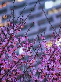 合肥夜梅炸裂出片！綠軸公園真的驚艷到我啦！