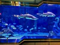 廣州海洋館重開丨10年的記憶被重新啟動
