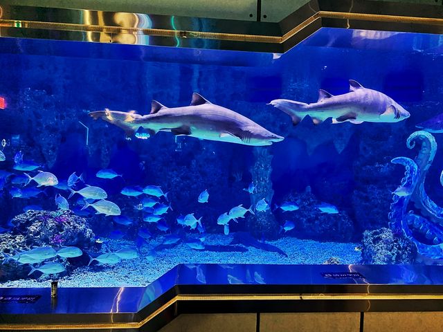 廣州海洋館重開丨10年的記憶被重新啟動