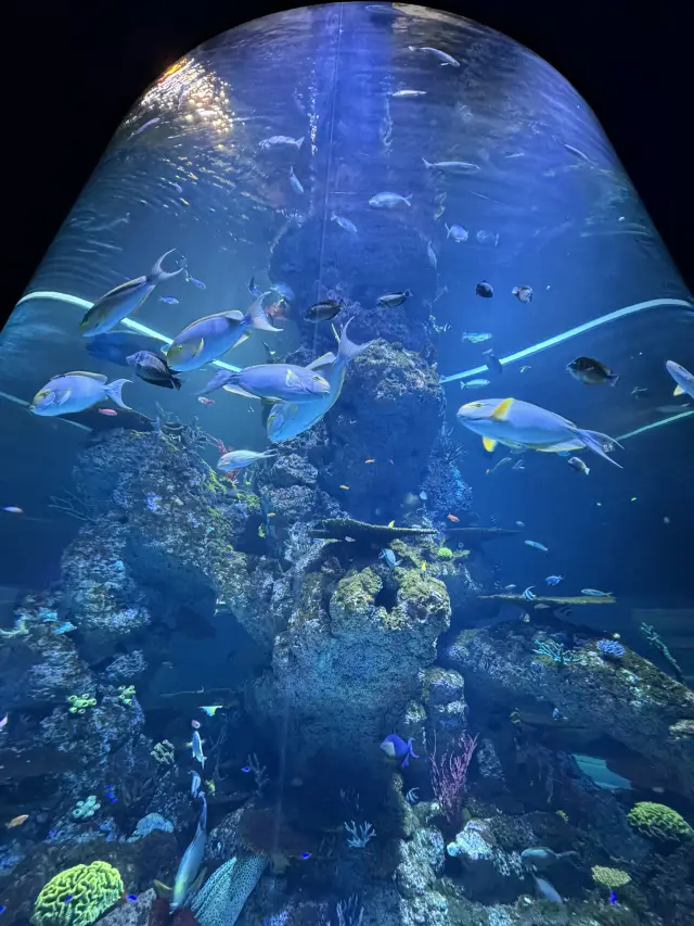 Explore the wonders of the ocean and encounter the underwater world at Singapore S.E.A. Aquarium