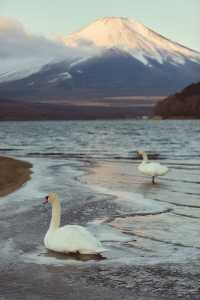 比起河口湖更愛山中湖的富士山