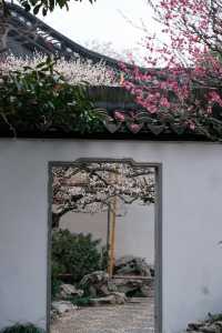 上海梅花季一定要去這個古典園林賞花還免費!!