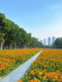 地鐵直達｜佛山賞花一日遊攻略
