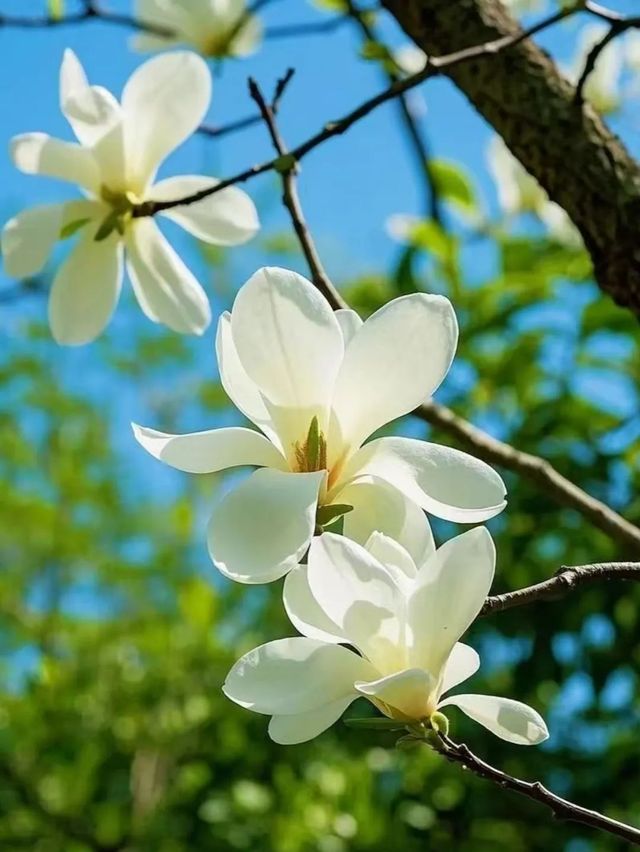 申城玉蘭花開啦！附觀賞地圖→。